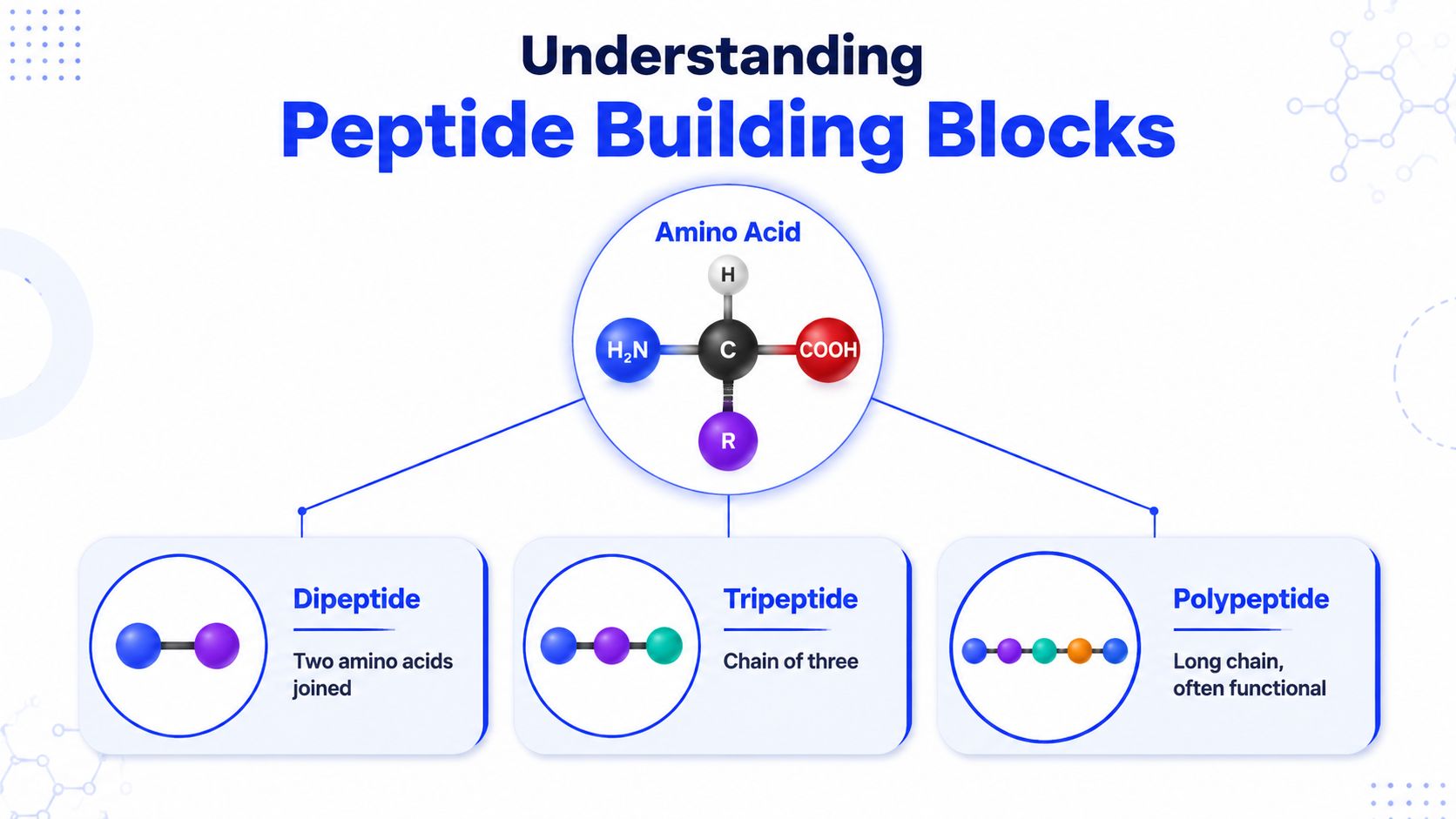 A diagram illustrating how amino acids connect to form dipeptides, tripeptides, and longer polypeptide chains.