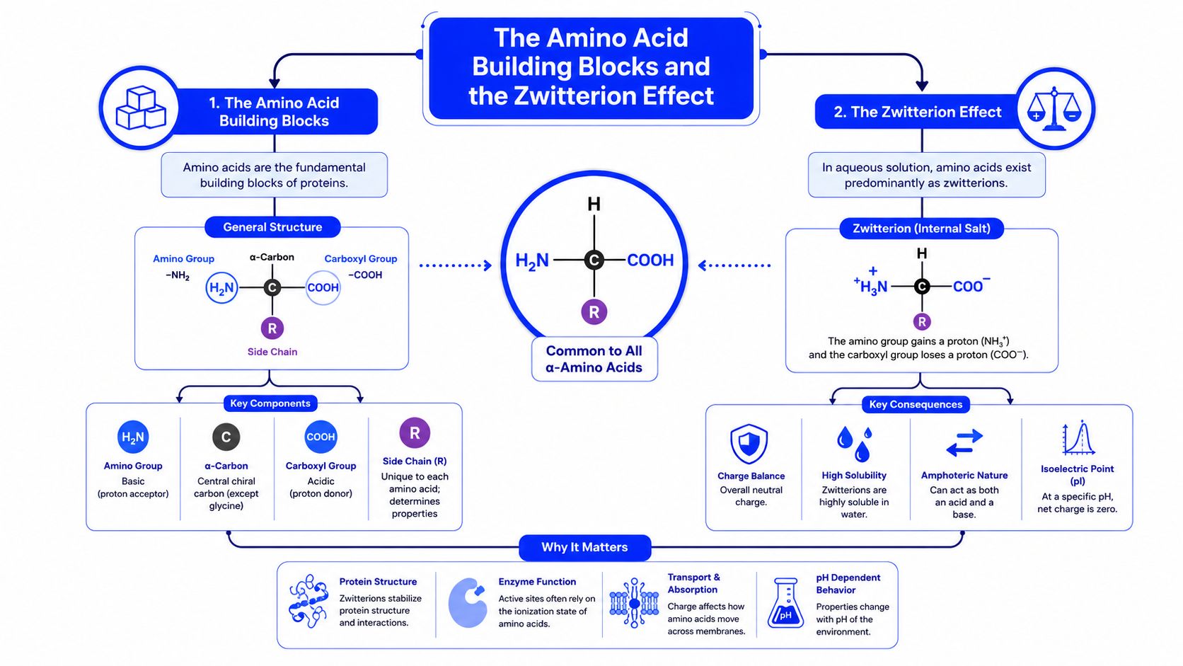 A diagram explaining the amino acid structure, zwitterion effect, and their significance in biological protein functions.
