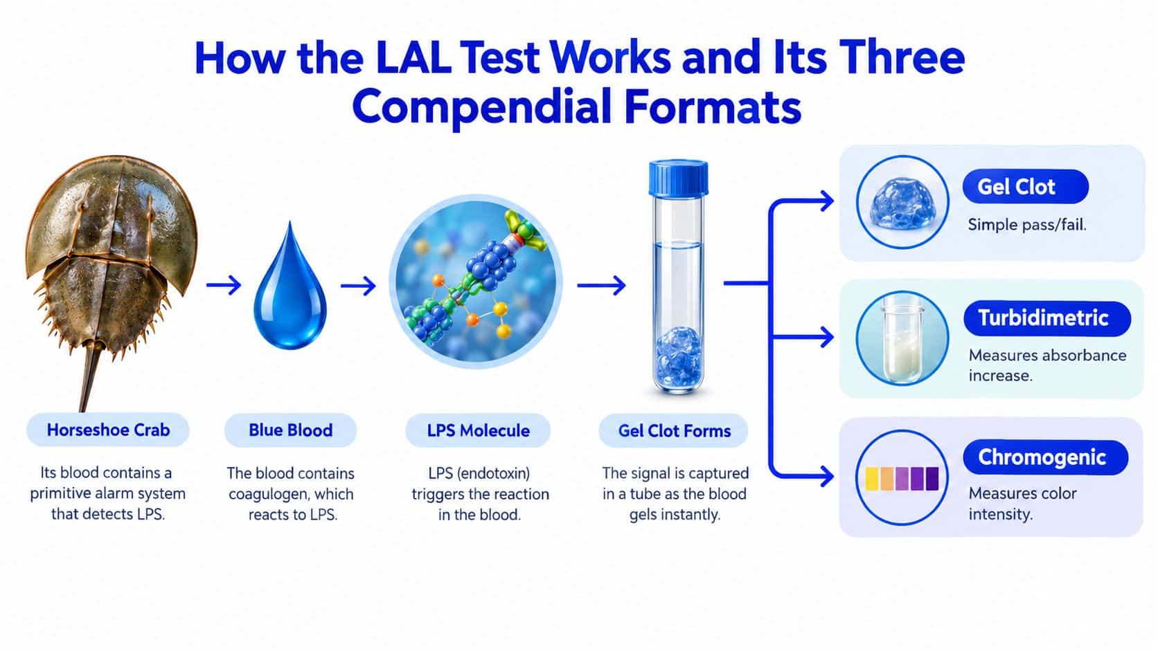 A diagram explaining the LAL test process using horseshoe crab blood to detect bacterial endotoxin levels.