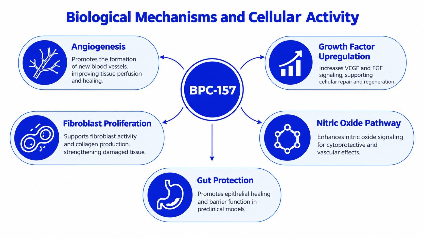A diagram illustrating the biological mechanisms and cellular activities associated with the BPC-157 peptide.