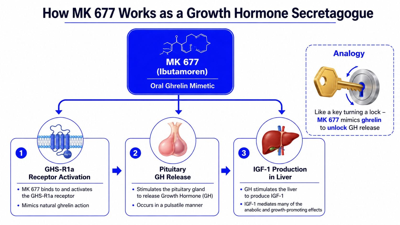 A diagram illustrating how MK 677 acts as an oral ghrelin mimetic to stimulate growth hormone release.