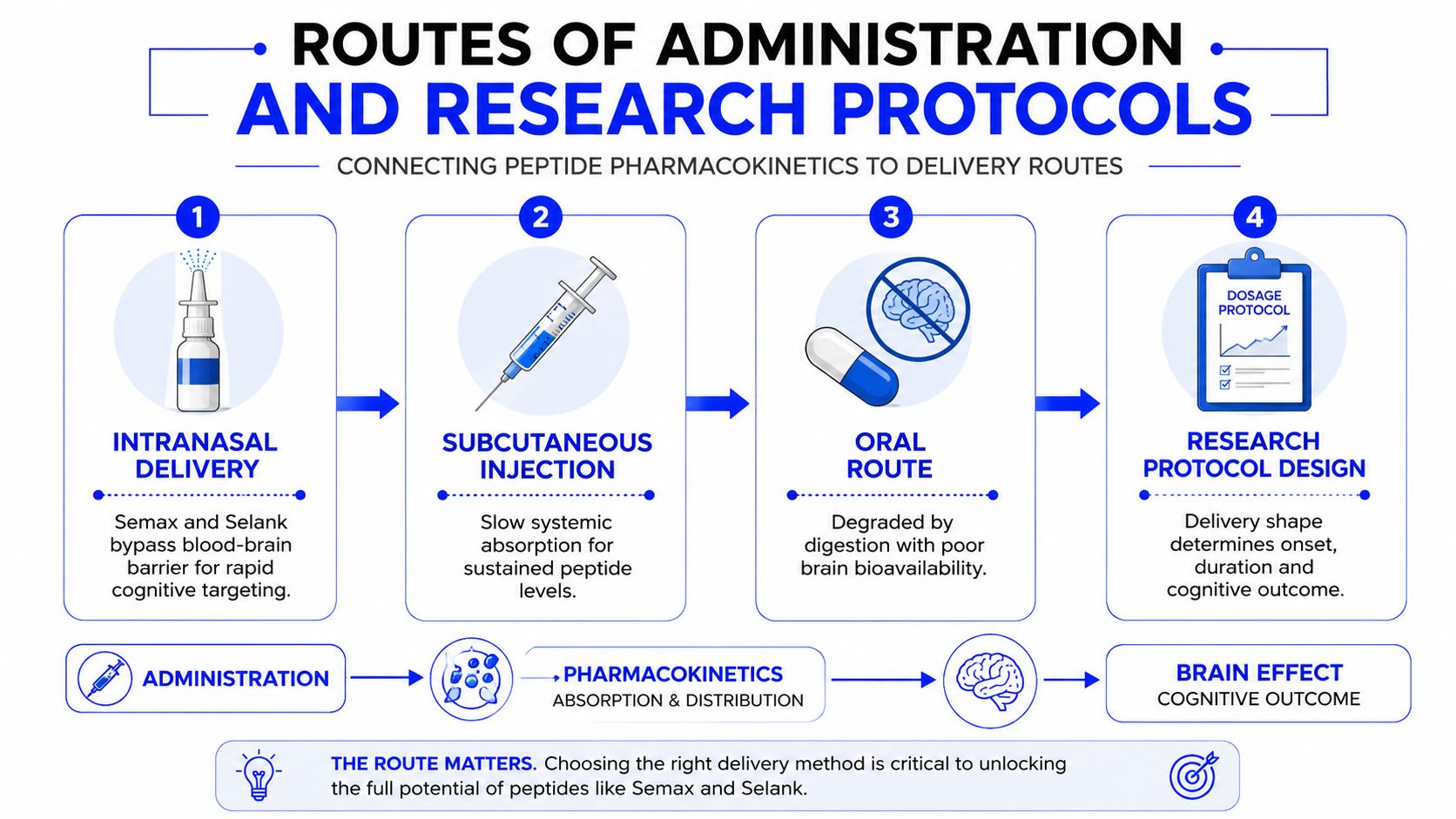 A diagram illustrating routes of administration for cognitive enhancing peptides like Semax and Selank, including nasal, subcutaneous, and oral.