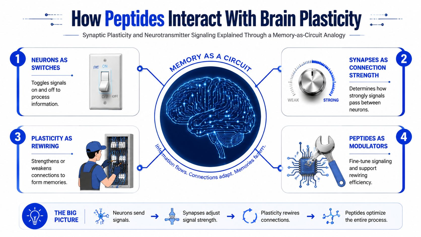 An infographic illustrating how peptides influence brain plasticity and memory through a circuit-based analogy.