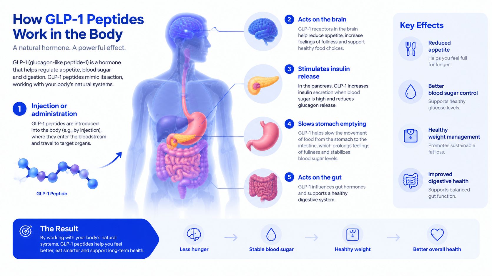 An infographic showing how GLP-1 peptides work in the human body to manage appetite and blood sugar.
