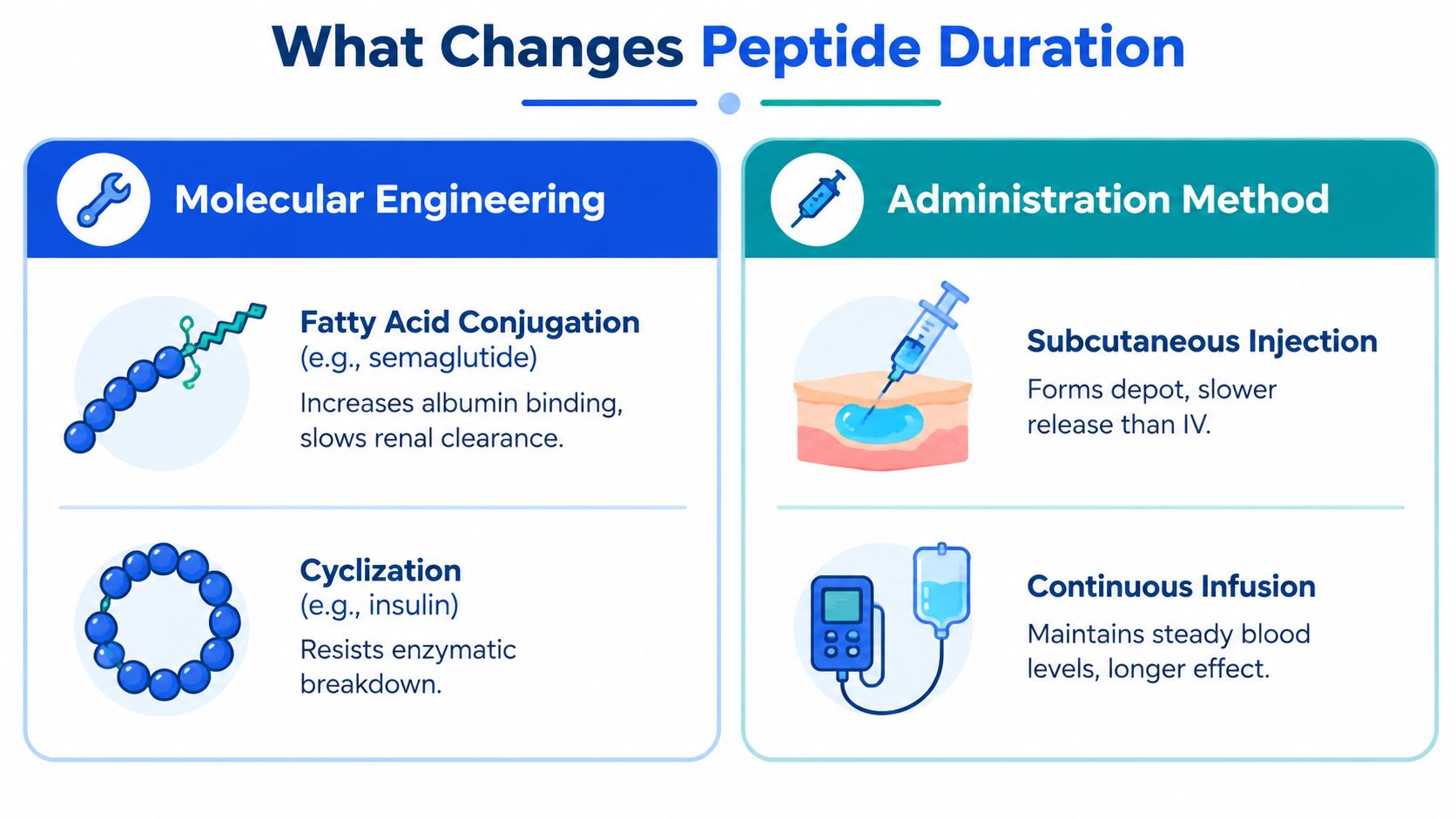 An infographic showing molecular engineering and administration methods that influence how long peptides last in the body.