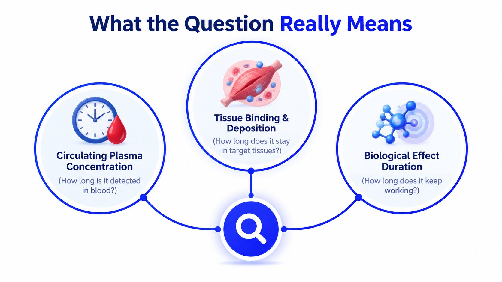 An infographic explaining that how long peptides stay in the system involves plasma, tissue, and biological effects.