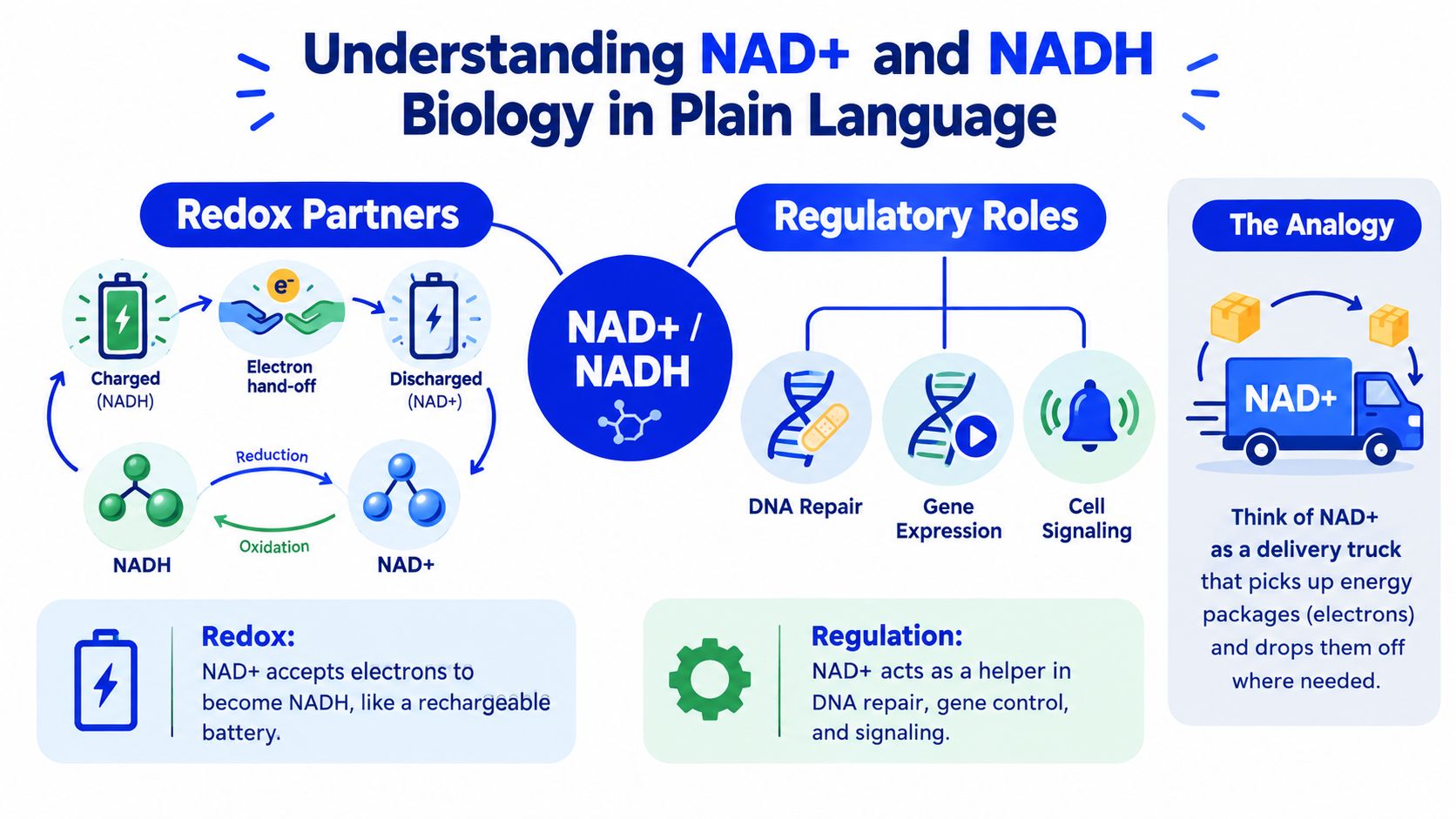 An infographic explaining the biological roles of NAD+ and NADH as energy carriers and cell regulators.