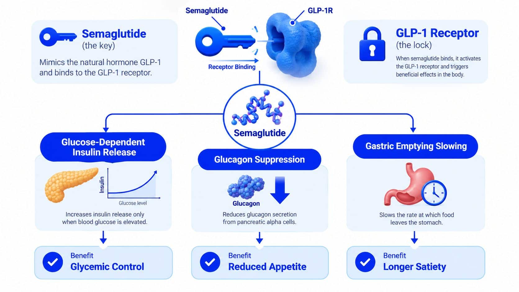 A diagram illustrating how semaglutide acts as a key to bind with GLP-1 receptors, improving metabolic functions.
