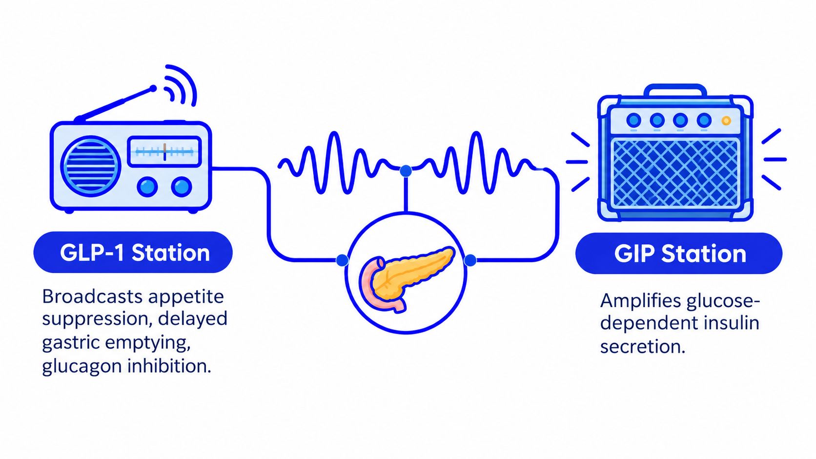 A diagram illustrating GLP-1 and GIP stations influencing the pancreas to regulate appetite and insulin secretion.