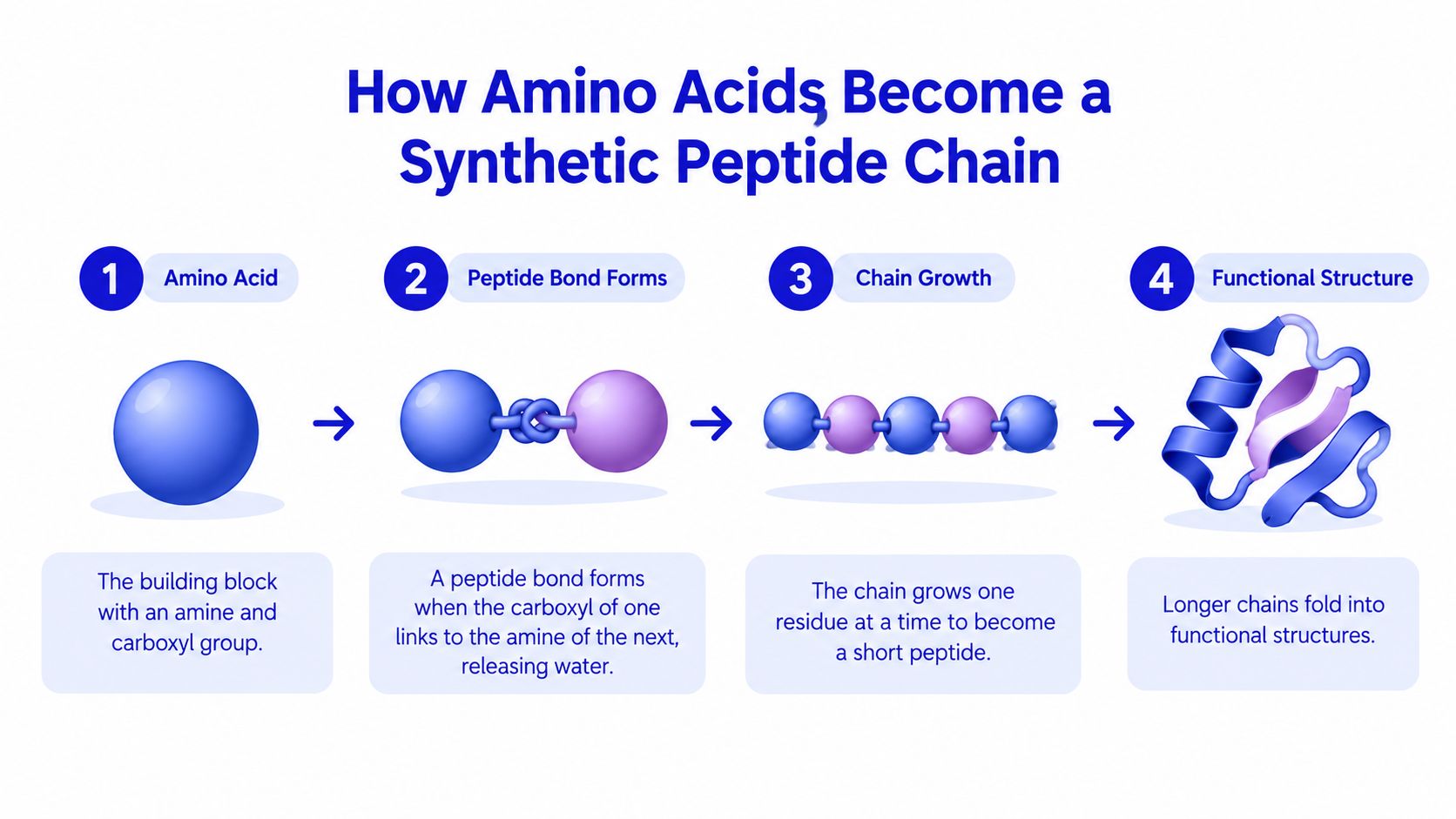 An infographic showing the four-step process of how amino acids form into a functional synthetic peptide structure.